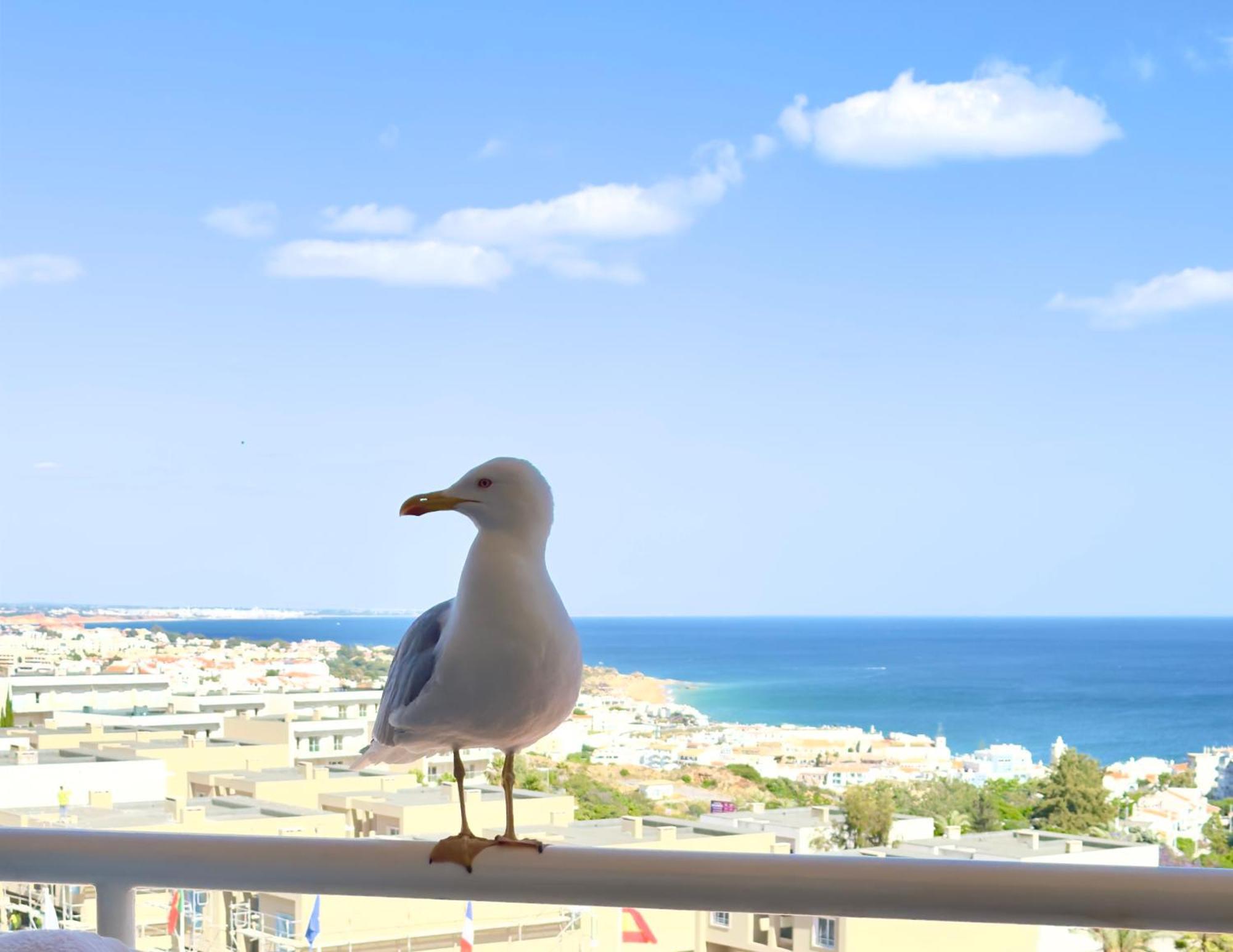 Apartment Les 3 Dauphins In Albufeira Exteriér fotografie